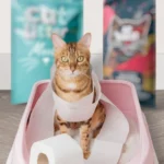 Imagen cómica figurativa de un caos sanitario felino. ¡Cambia su arena, cambia su vida!