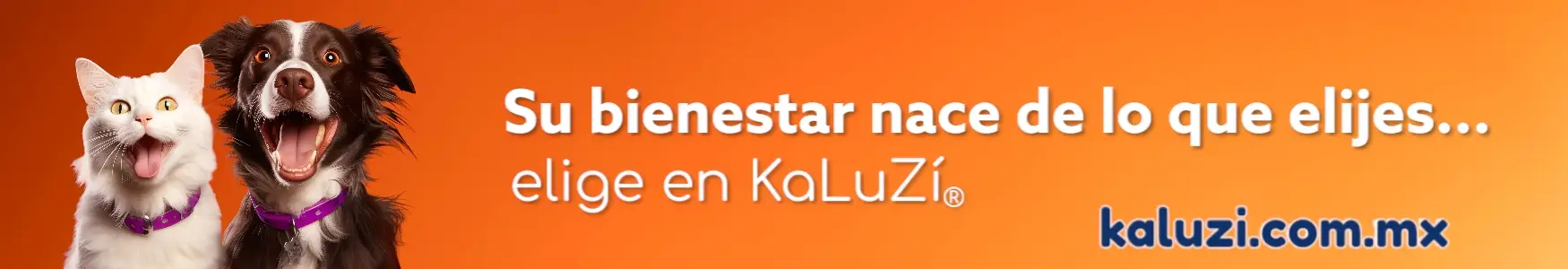 “Imagen de encabezado con gato y perro sobre fondo naranja, destacando el mensaje de bienestar y responsabilidad en la elección de productos para mascotas.”