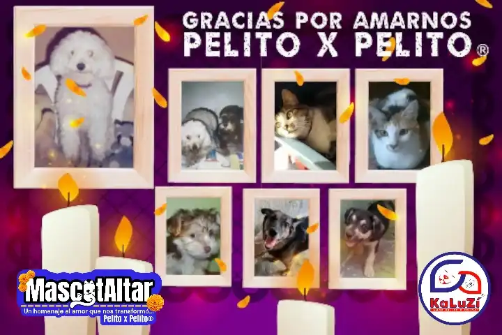Collage conmemorativo de Mascotaltar 2025 con fotos de mascotas fallecidas, decorado con pétalos de cempasúchil, velas y elementos de Día de Muertos. Encabezado por Pequeño, el alma peluda que inspiró KaLuZí. Incluye el mensaje “Gracias por amarnos, pelito x pelito®” y los logotipos de Mascotaltar y KaLuZí. Próximo altar: Octubre 2026.